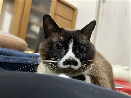 食べながら寝る子猫ちゃん