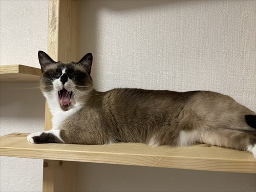 食べながら寝る子猫ちゃん