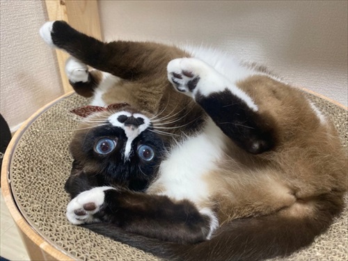 食べながら寝る子猫ちゃん