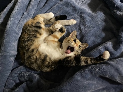 食べながら寝る子猫ちゃん