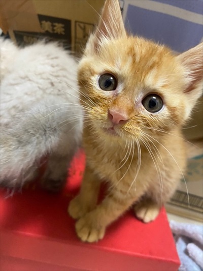 食べながら寝る子猫ちゃん