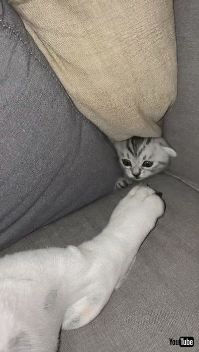 「Kitten Provokes Sleeping Bulldog From Secret Hiding Spot || ViralHogg」