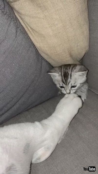 「Clever Kitty Begs For Attention || ViralHog」