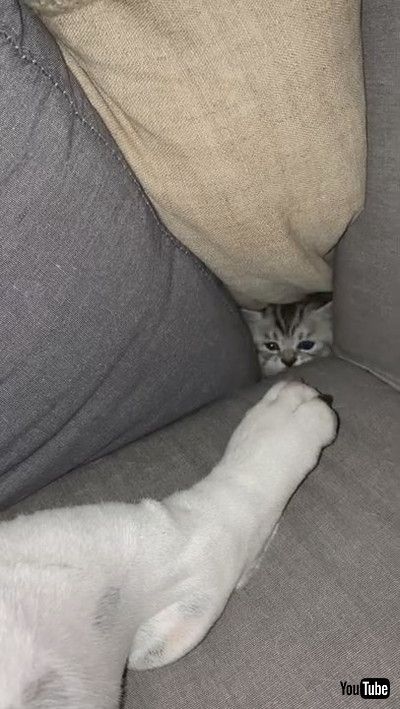 「Clever Kitty Begs For Attention || ViralHog」