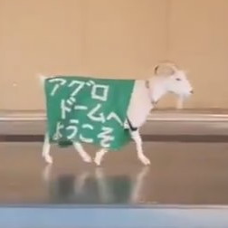マザー牧場のヤギさん