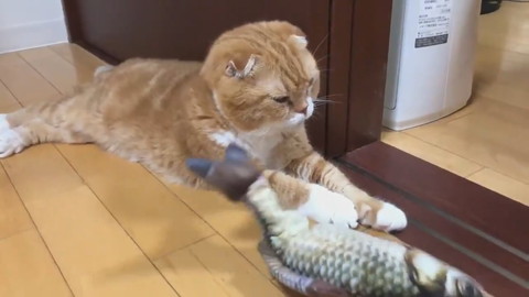 魚のおもちゃときのこくん