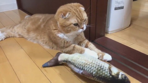 魚のおもちゃときのこくん