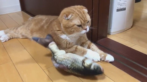 魚のおもちゃときのこくん