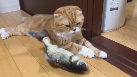 魚のおもちゃときのこくん