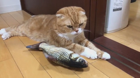 魚のおもちゃときのこくん