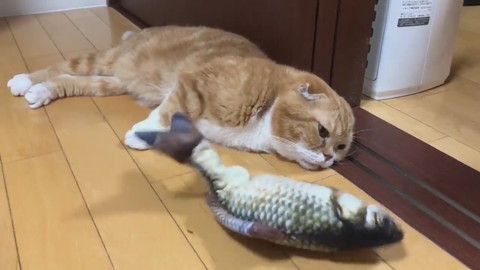 魚のおもちゃときのこくん