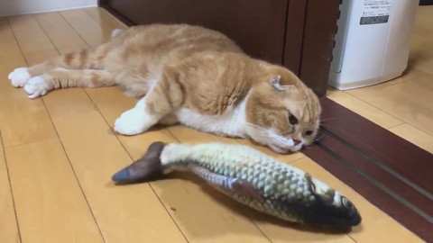 魚のおもちゃときのこくん