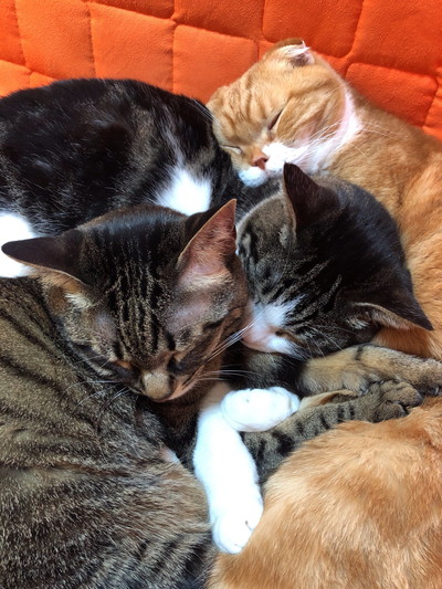 きのこくんいろいろ