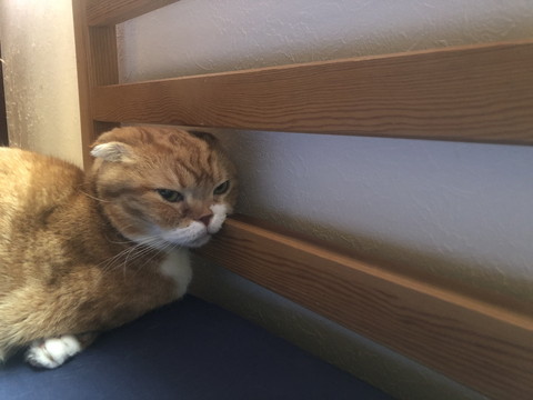 きのこくんいろいろ