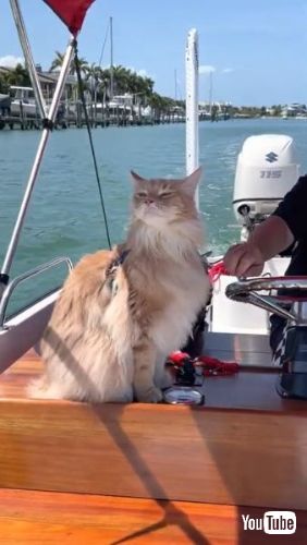 Helps Owner Navigate
