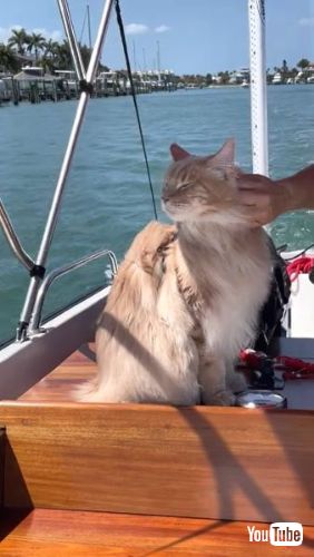 Helps Owner Navigate