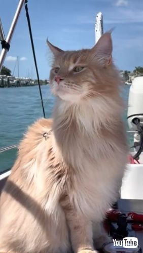 Helps Owner Navigate