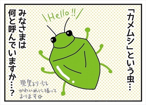 カメムシの呼び方