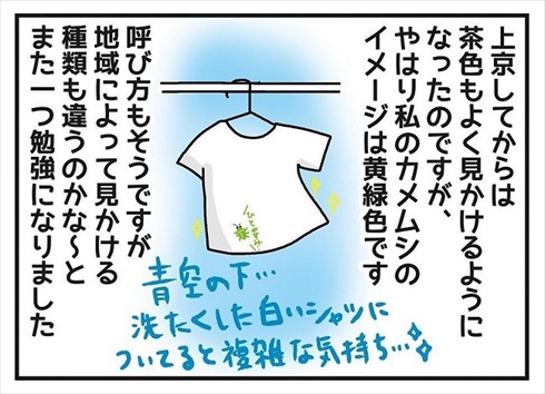 カメムシの呼び方