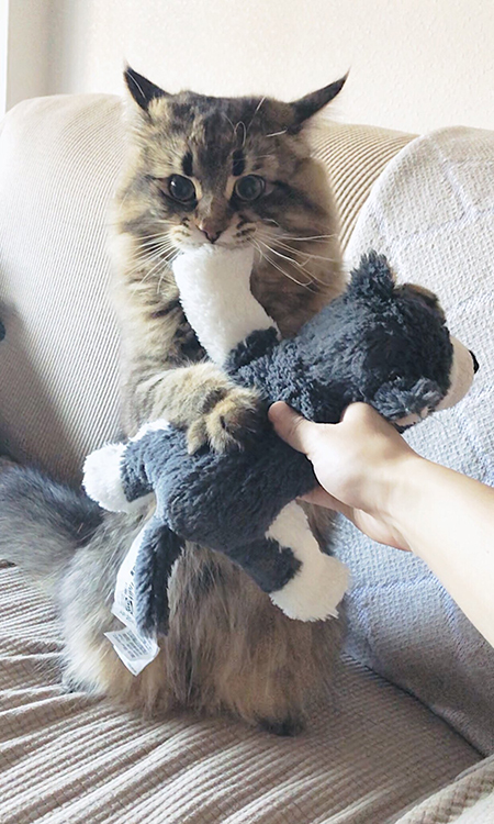 むしゃぶりつくヤマネコさん