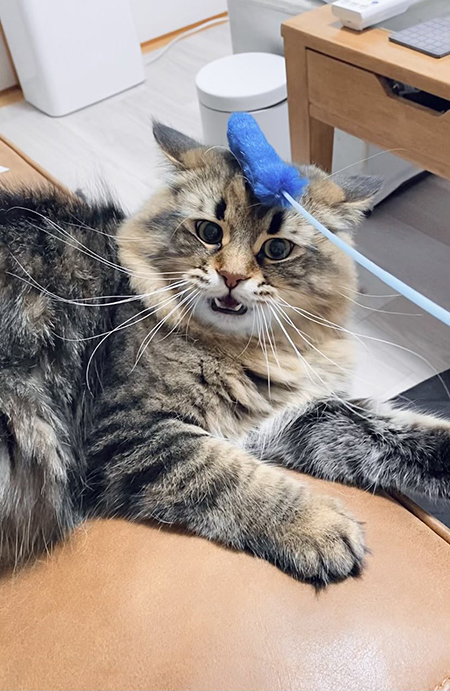 1本取られたヤマネコさん