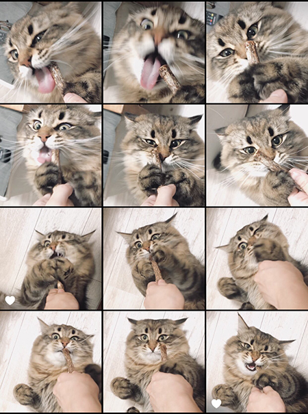 マタタビヤマネコさん一覧1