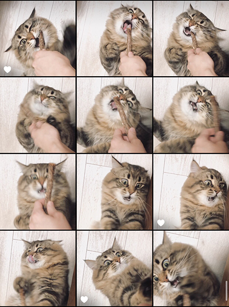 マタタビヤマネコさん一覧2