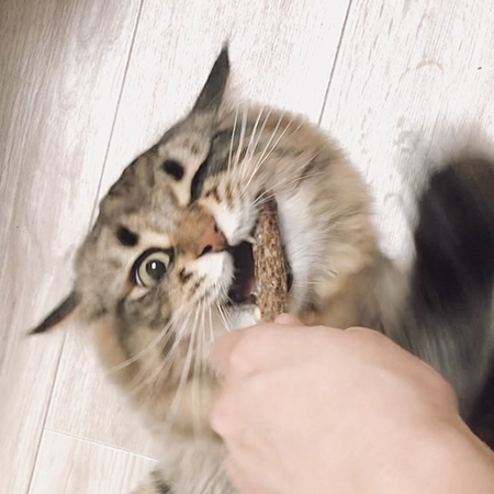 マタタビヤマネコさんアップ手あり