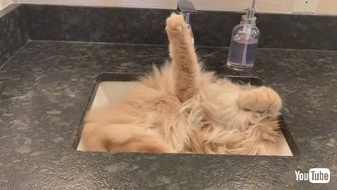 「Tuckered Kitty Snoozes in Sink || ViralHog」