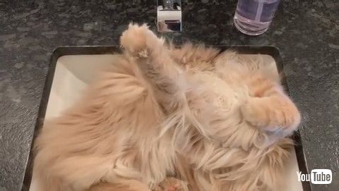 「Tuckered Kitty Snoozes in Sink || ViralHog」