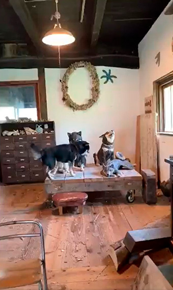 はしもとみおさん