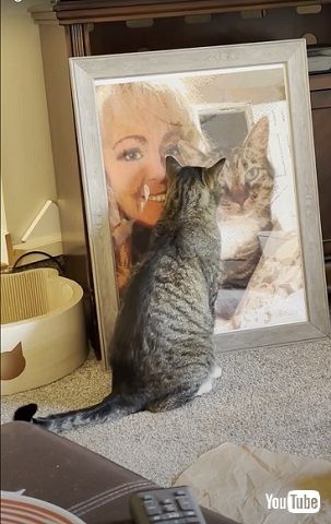 父猫が恋しい猫