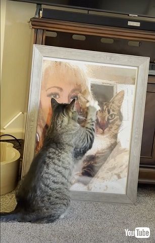 父猫が恋しい猫