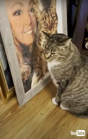  父猫が恋しい猫