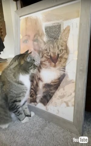  父猫が恋しい猫