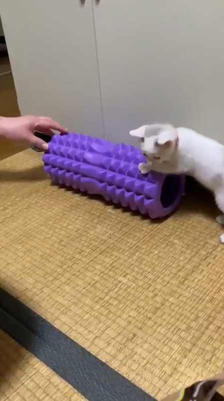 震える子猫1