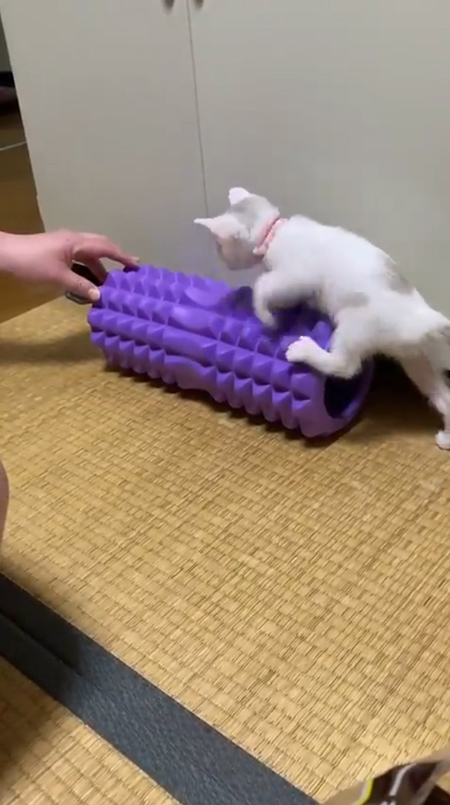 震える子猫2