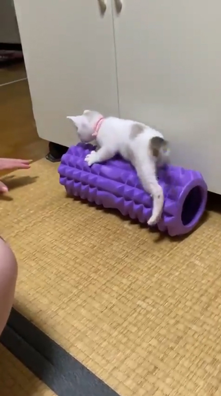震える子猫3