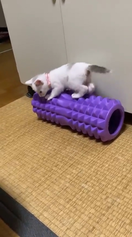 震える子猫4