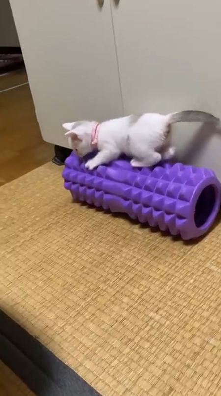 震える子猫5