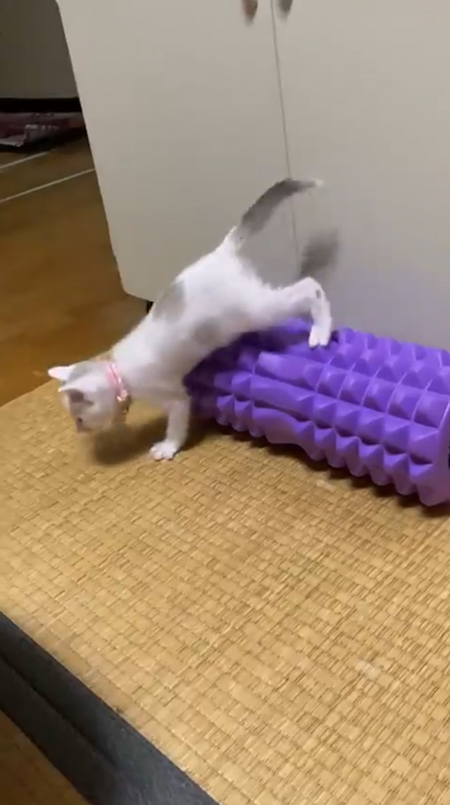 震える子猫6