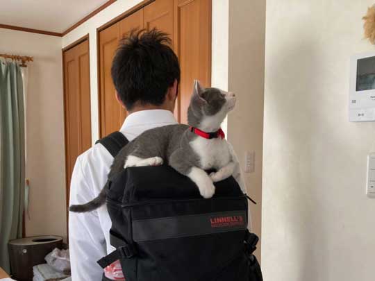 猫 一緒に 登校 リュック 乗る