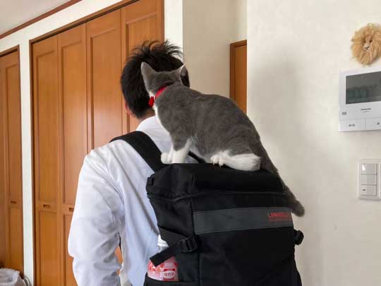 猫 一緒に 登校 リュック 乗る