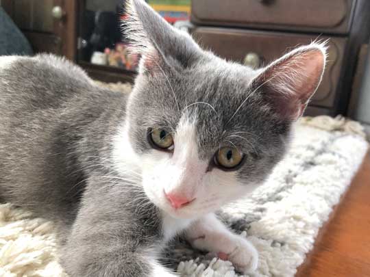 猫 一緒に 登校 リュック 乗る