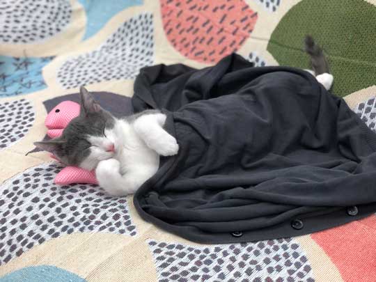 猫 一緒に 登校 リュック 乗る