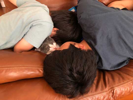 猫 一緒に 登校 リュック 乗る