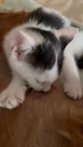 子猫 なつく おじいワンコ 乳を吸われる 犬