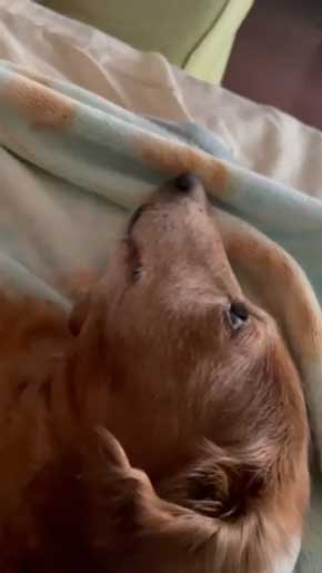 子猫 なつく おじいワンコ 乳を吸われる 犬