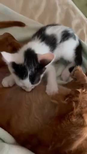 子猫 なつく おじいワンコ 乳を吸われる 犬