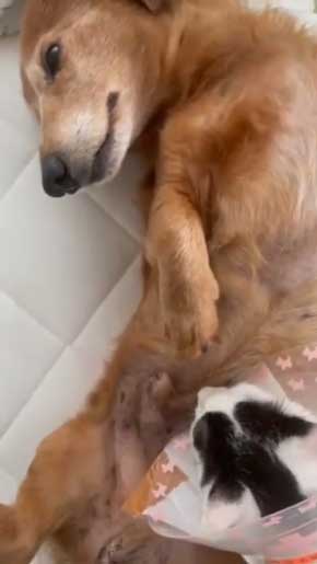 子猫 なつく おじいワンコ 乳を吸われる 犬